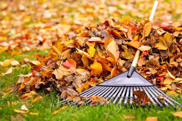 Leaves Removal in Venice