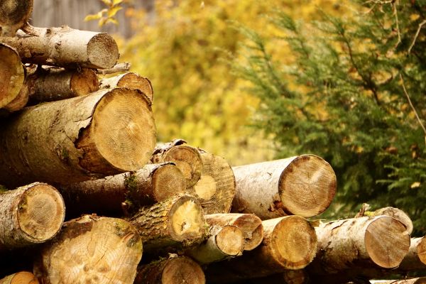 Wood Pile Removal in Venice