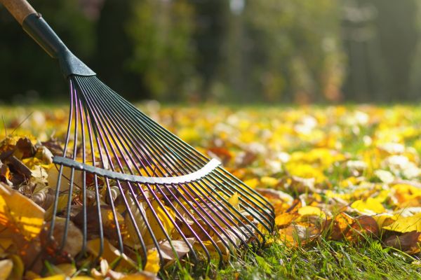 Leaf Raking Service in Venice