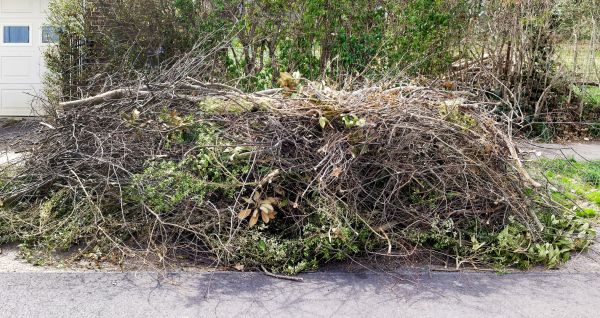 Tree Limb Cleanup in Venice