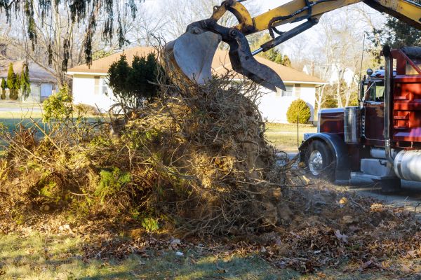 Storm Debris Removal in Venice