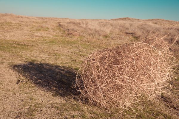 Tumbleweed Removal in Venice