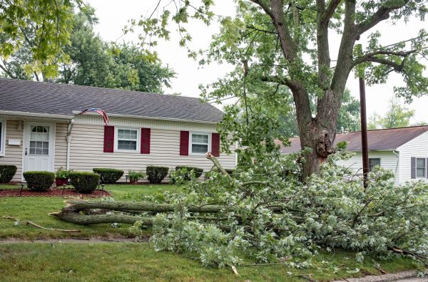 Fallen Branch Removal in Venice