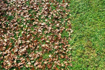 Preparing lawn for winter