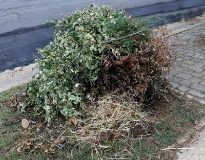 Leaf Pile Disposal